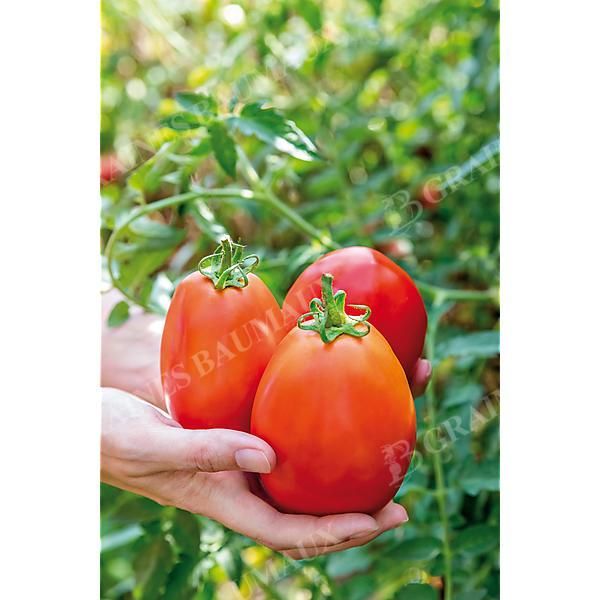 TOMATE F1 SUPER MAMA