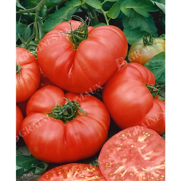 TOMATE PONDEROSA