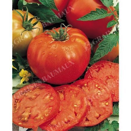 TOMATE INGEGNOLI GIGANTE LISCIO