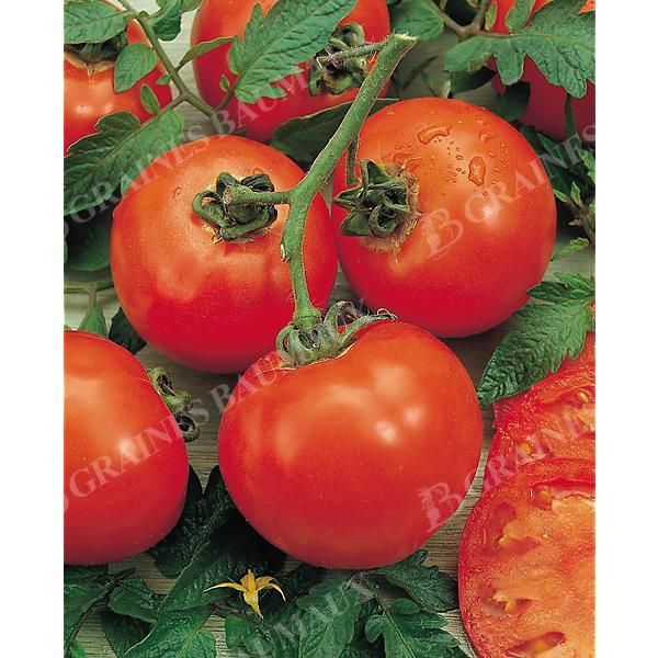 TOMATE F1 TYFRANE