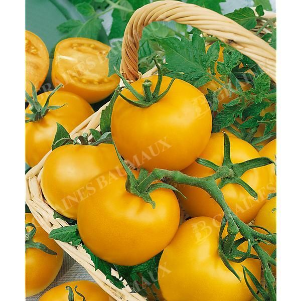 TOMATE F1 LEMON BOY