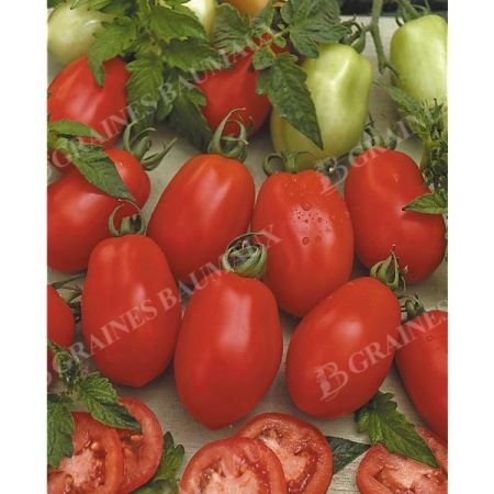 TOMATE RIO GRANDE