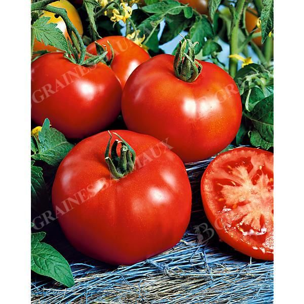 TOMATE F1 AGORA