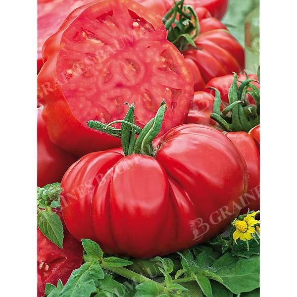 TOMATE BRUTUS