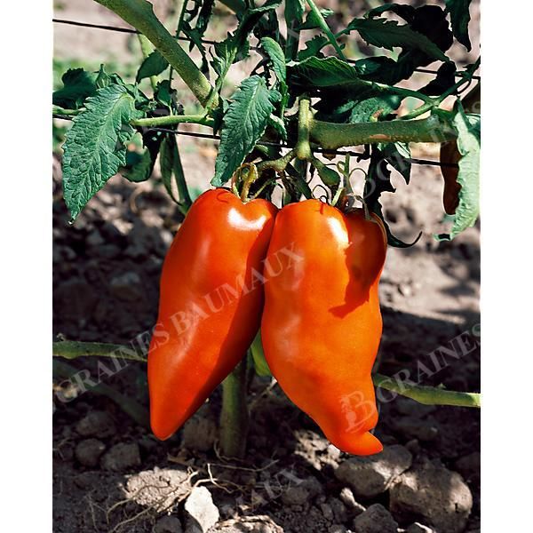 TOMATE HUGO