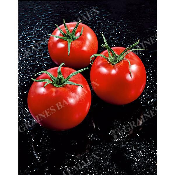 TOMATE F1 CARMELLO