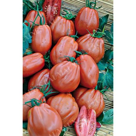 TOMATE F1 CABOSSE