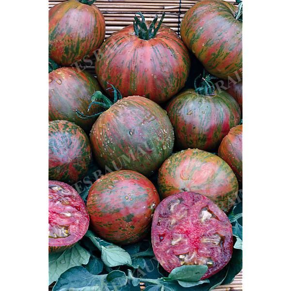 TOMATE CASSIO