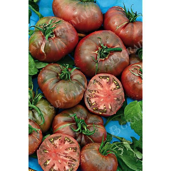 TOMATE CARBON
