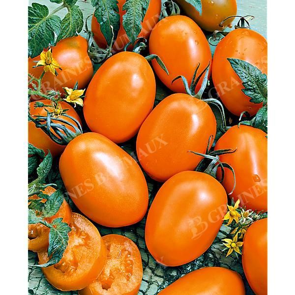 TOMATE CARMEN