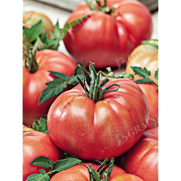TOMATE F1 BUFFALO PINK