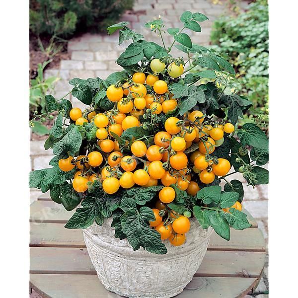 TOMATE AZTEK