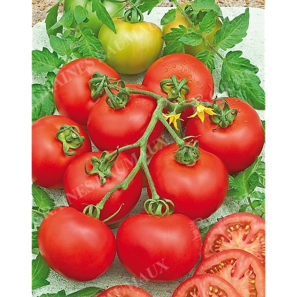 TOMATE F1 PREVIA