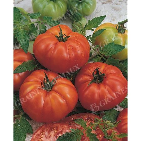TOMATE MARMANDE à GROS FRUITS Bio