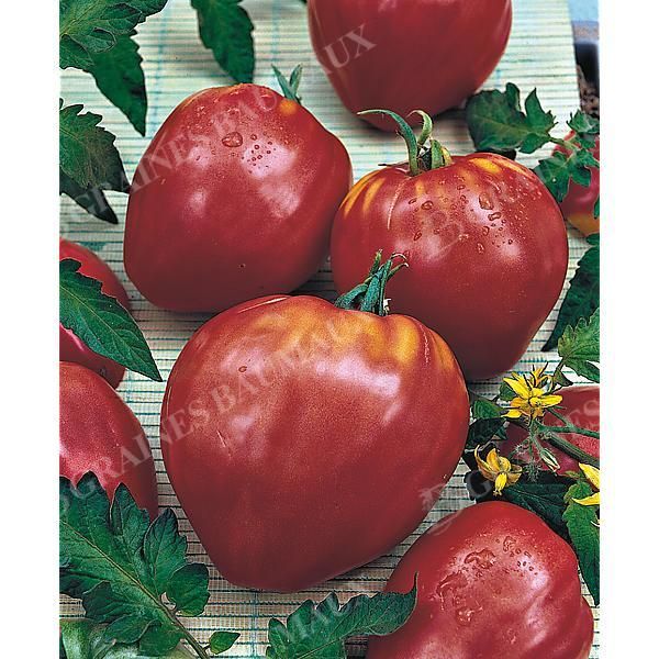 TOMATE CUOR DI BUE Bio