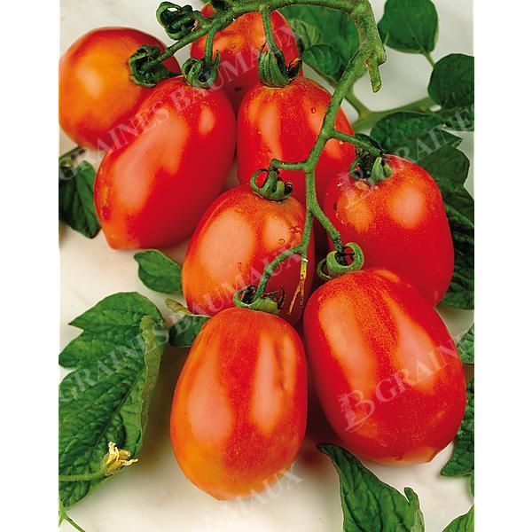 TOMATE SUPER ROMA V.F. ou ROMA V.F. Bio