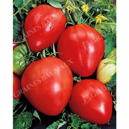 TOMATE CŒUR de BŒUF (cuor di bue) sélection CARDINAL