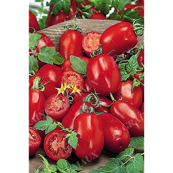 TOMATE F1 LIVIO