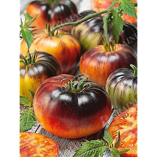 TOMATE THUNDER MOUNTAIN