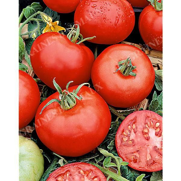 TOMATE REINE de Sainte MARTHE