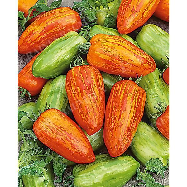 TOMATE ORANGE RAY