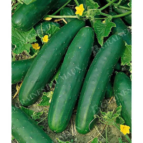 CONCOMBRE MARKETMORE Bio