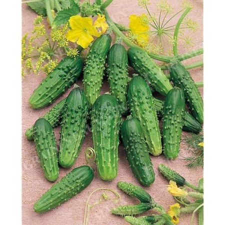 CORNICHON FIN de MEAUX