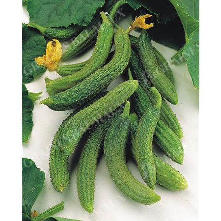 CORNICHON AMÉLIORÉ de BOURBONNE