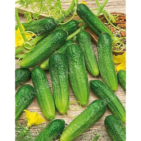 CORNICHON HOKUS