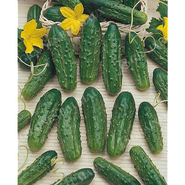 CORNICHON VERT PETIT de PARIS Bio
