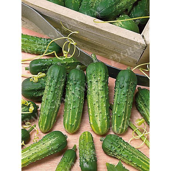 CORNICHON WISCONSIN SMR 58