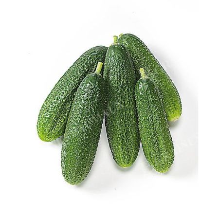 CORNICHON F1 CHARLOTTE