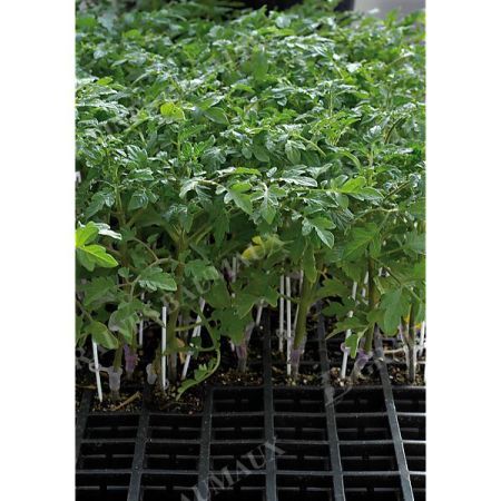 PORTE-GREFFES pour ESPÈCES POTAGÈRES