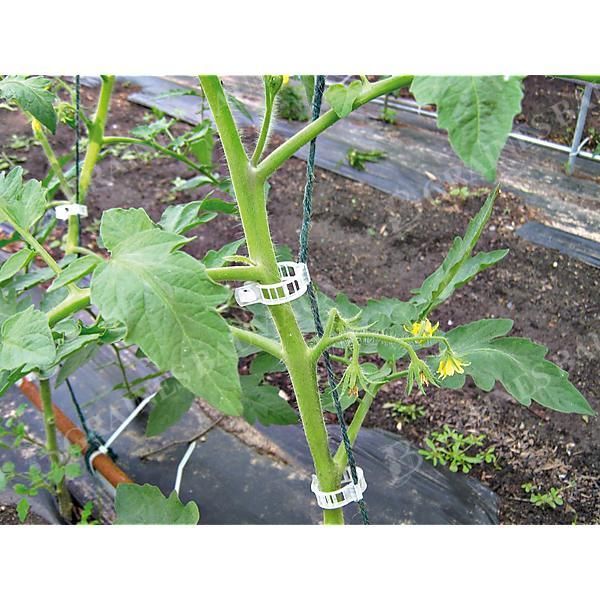 CLIP FIL TOMATE