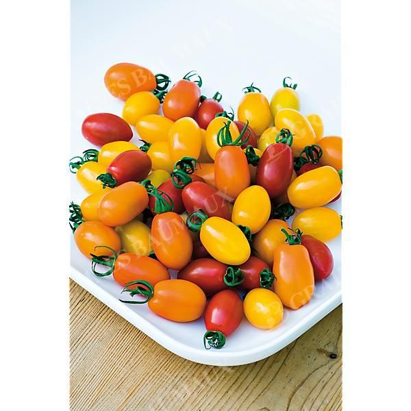 TOMATE F1 BABY PLUM MIX