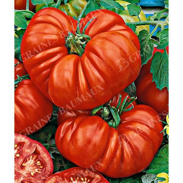 TOMATE HUEVO de TORO