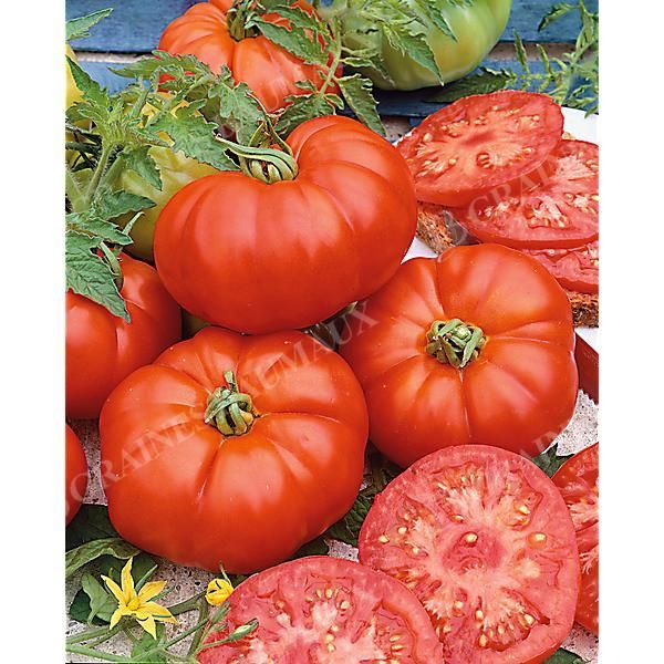 TOMATE greffée MARMANDE sélection ADOUR