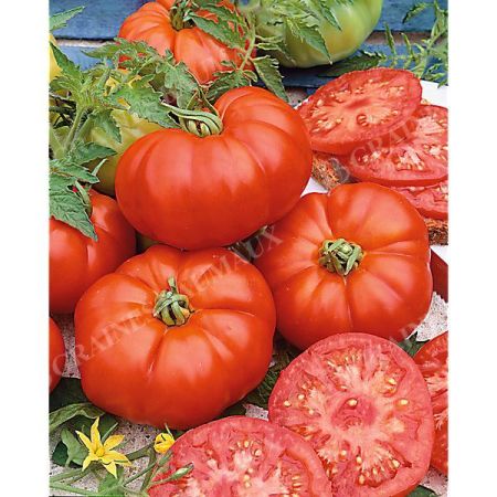 TOMATE greffée MARMANDE sélection ADOUR
