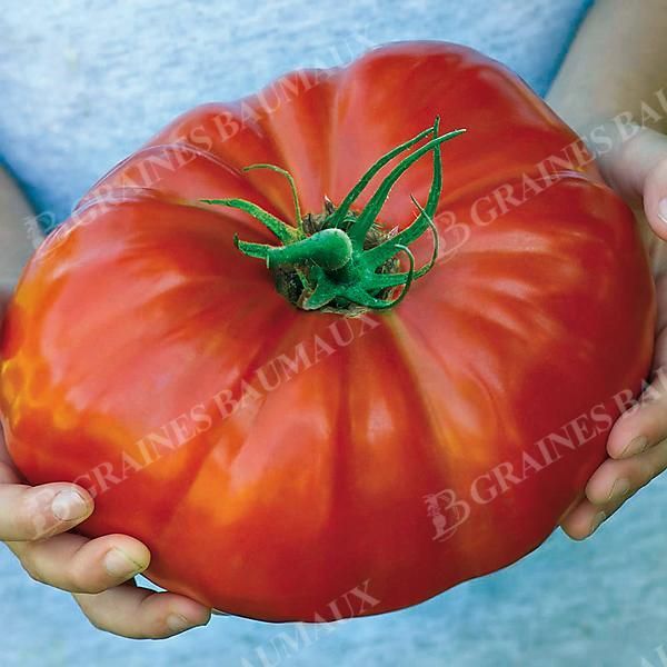 TOMATE greffée F1 GIGANTOMO