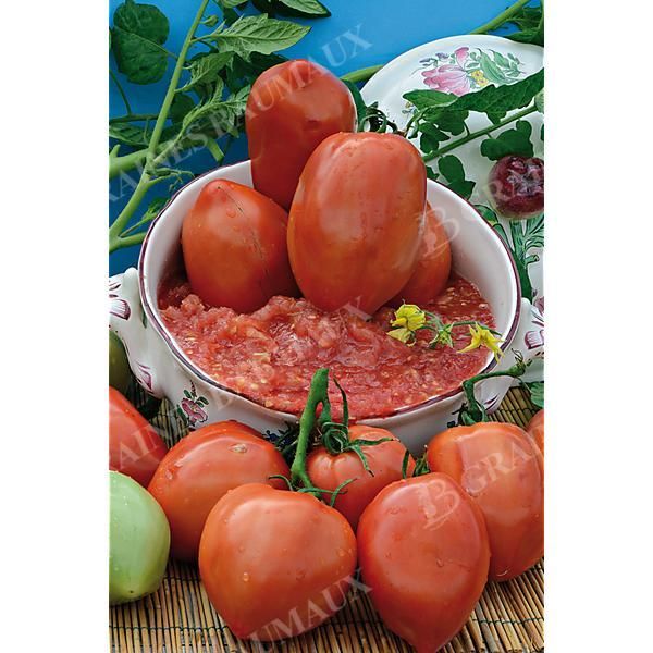 TOMATE greffée F1 SUPERSAUCE