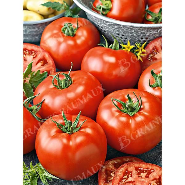 TOMATE greffée F1 ELVIRADO