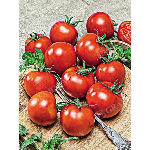 TOMATE greffée F1 PAOLINE