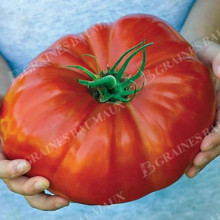 TOMATE F1 GIGANTOMO