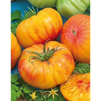 TOMATE ANANAS