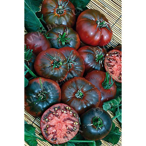 TOMATE NOIRE DE CRIMÉE sélection YALTA
