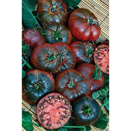 TOMATE NOIRE DE CRIMÉE sélection YALTA
