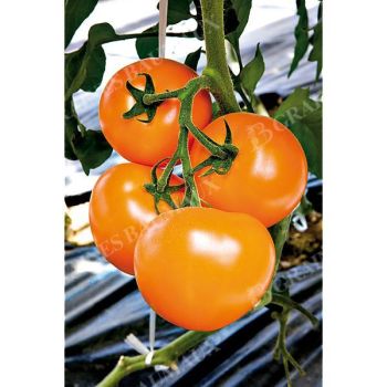 TOMATE F1 TAIYO