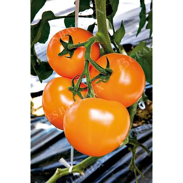 TOMATE F1 TAIYO