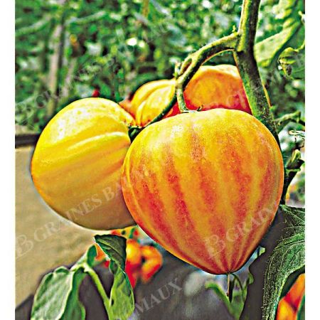 TOMATE F1 GOURMANSUN