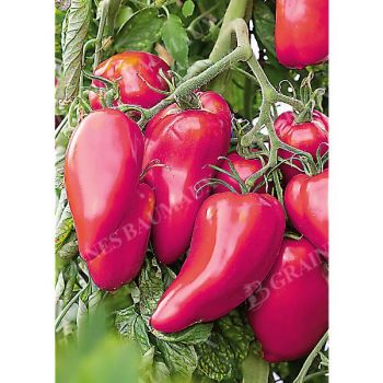 TOMATE ANDINE CORNUE ROSE
